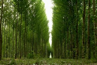 《京津冀协同发展三年造林行动方案》出台