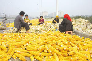精武镇玉米最高亩产量达到700公斤