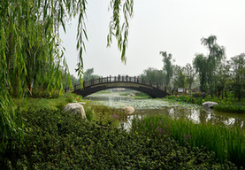 "走进绿博园"摄影大赛参赛作品《生态园桥》