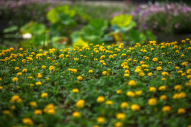 "走进绿博园"摄影大赛参赛作品《花毯》