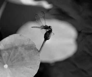 "走进绿博园"摄影大赛参赛作品《蜻蜓栖息》