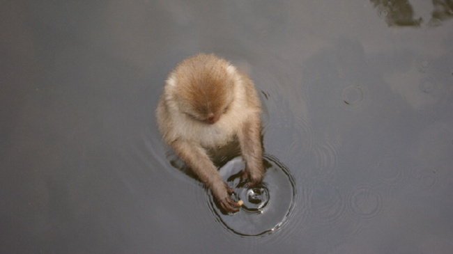 玩水的小猴