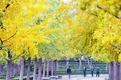 泰达城市广场 银杏叶黄景宜人