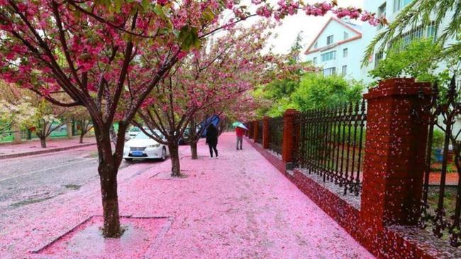 8级阵风袭击大连 风雨过后地面铺满樱花