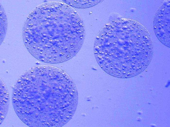 ALG 3D Cell Culture Kits