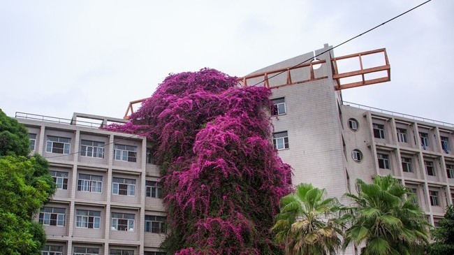 南宁一高校现三角梅“鲜花瀑布”景观