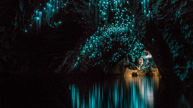 新西兰唯美“萤火虫洞” 璀璨如夜空