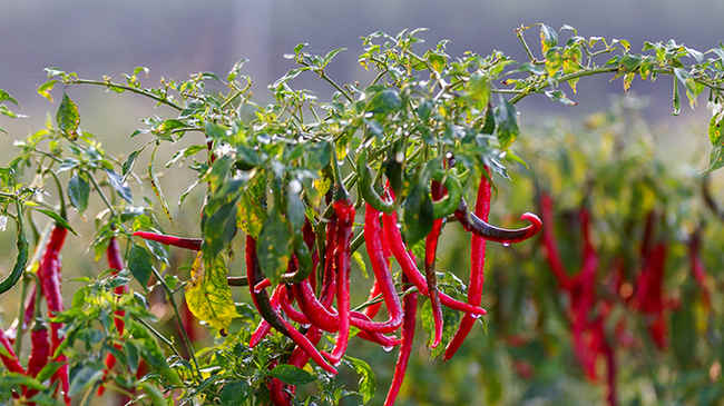 天津丹丹辣椒喜获丰收