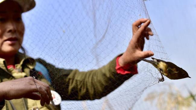 天津:候鸟受困捕鸟网 志愿者展开拆除行动