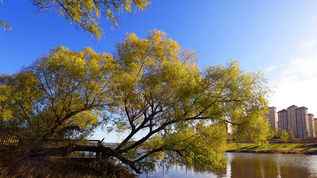 蓟州区州河湾水岸初冬旱柳放异彩