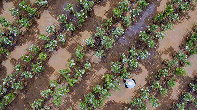 武清农家开新花 盆栽苹果授粉忙