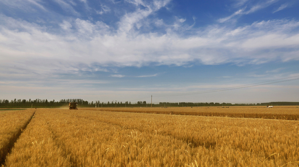 蓟州区４４万亩冬小麦喜获丰收