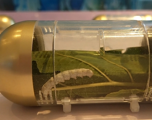 太空蚕后代繁殖已上万!这还只是开始