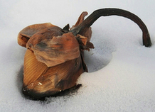 穆雅新摄影作品