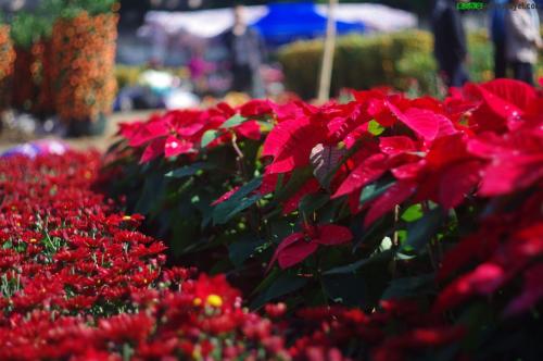 五彩缤纷添喜气 花市逐渐升温价格上涨
