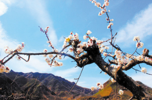 清明探春梨木台 踏青赏花醉游人