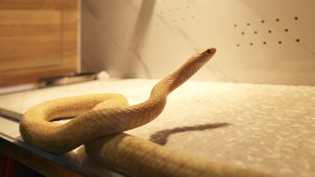 蓟州白蛇谷景区发现一条稀有浅黄色长蛇