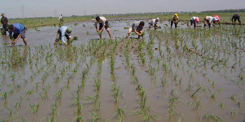 小孙庄村水稻插秧工作全面展开