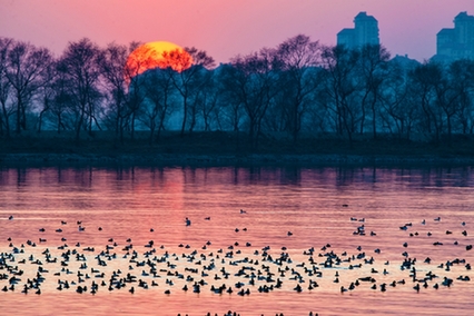 《夕阳鸭影》