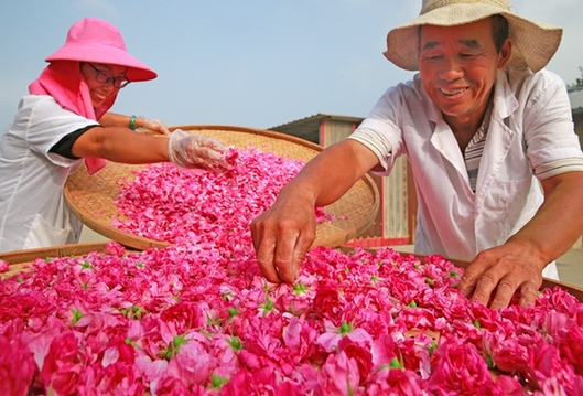 《玫瑰花香伴》