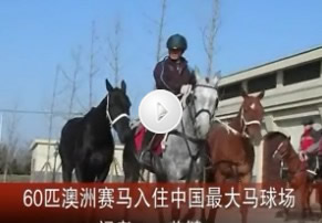 ６０匹澳洲赛马入住中国最大马球场