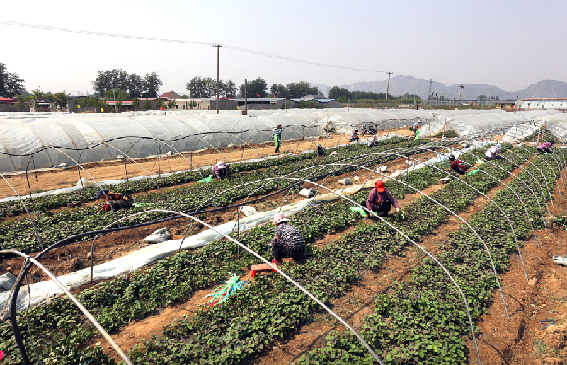 天津蓟州区红薯育苗基地采秧忙