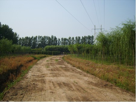 东篱景色