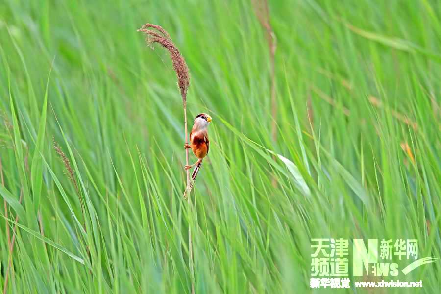 湿地精灵-震旦鸦雀