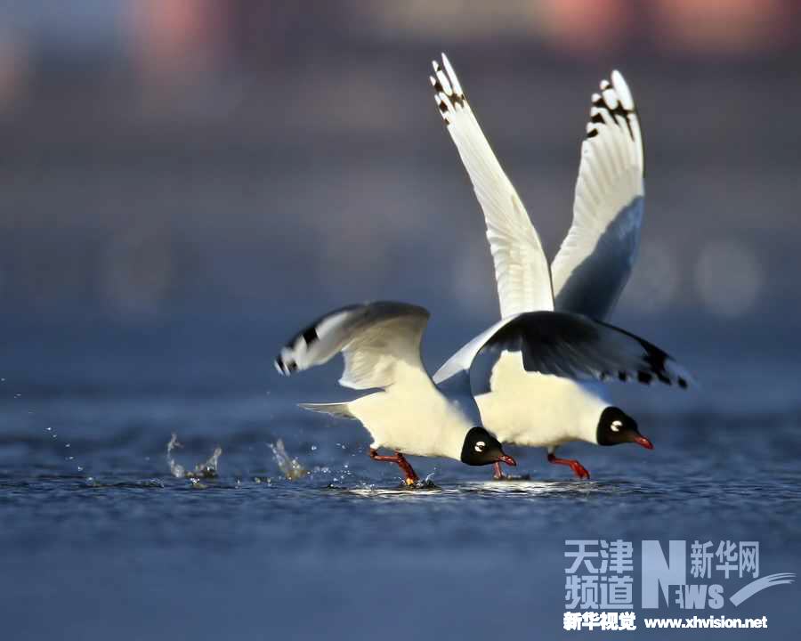 遗鸥的美丽飞翔