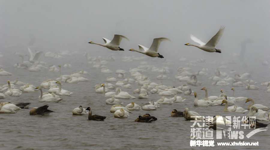 天津古海岸湿地系列之三