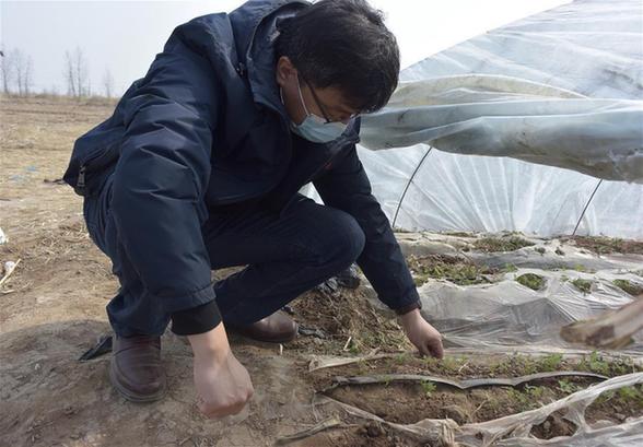 天津：惠豐前村種下脫貧致富“新希望”