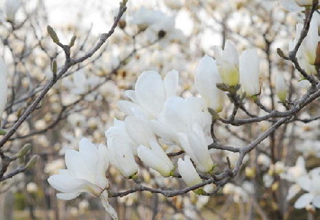 玉兰花开 春意盎然