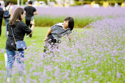 紫色花海 花期延长