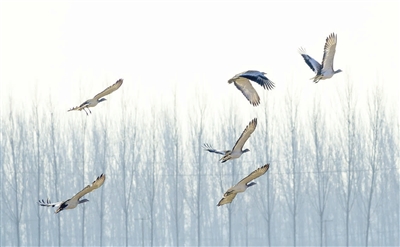 大鴇&ldquo;舞&rdquo;薊州