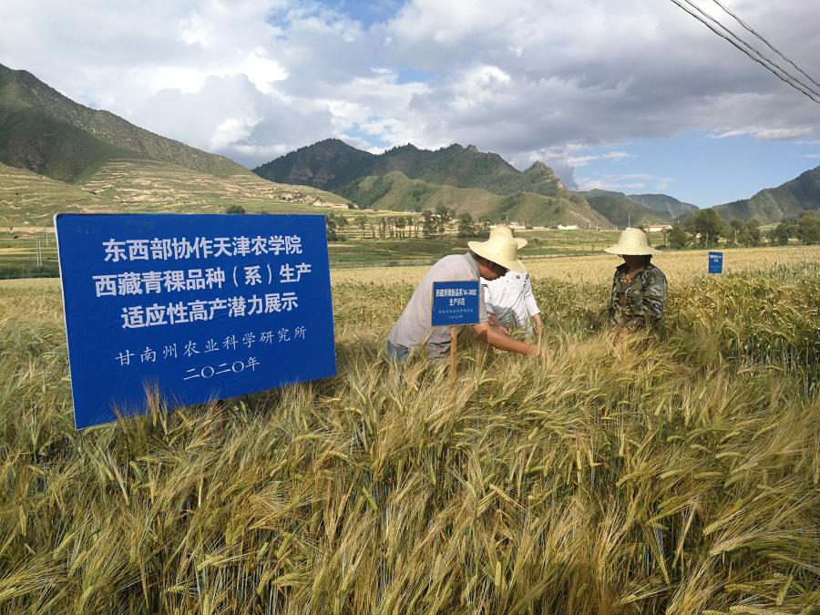 &ldquo;津甘雙地科技特派員&rdquo;脫貧路上&ldquo;好幫手&rdquo;