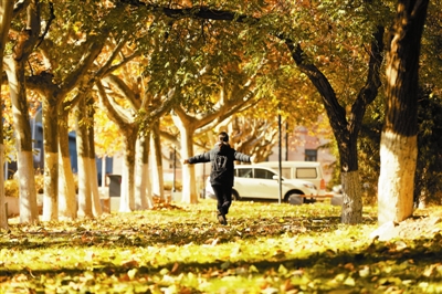 落葉滿地初冬詩意
