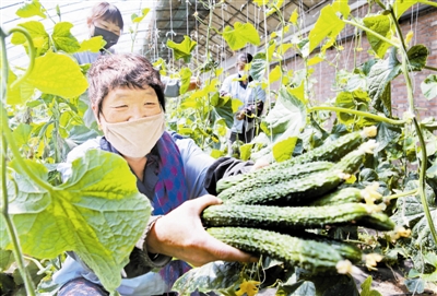 採摘蔬菜 確保供應