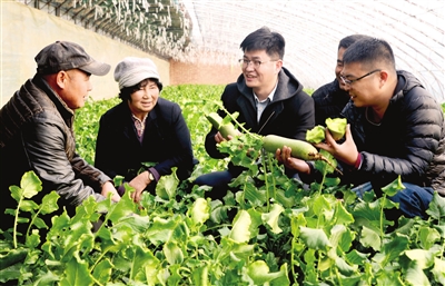 西青区农技人员走进沙窝萝卜种植大棚