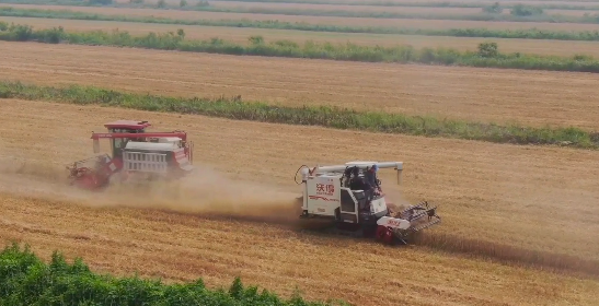 天津178万亩小麦麦收工作全面展开