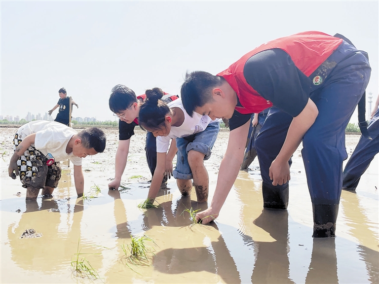 小学生插秧苗 体验农耕文化