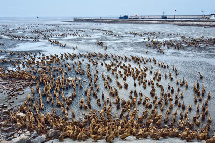 “走进滨海”旅游摄影作品展选登《汉沽大神堂村野鸭养殖》