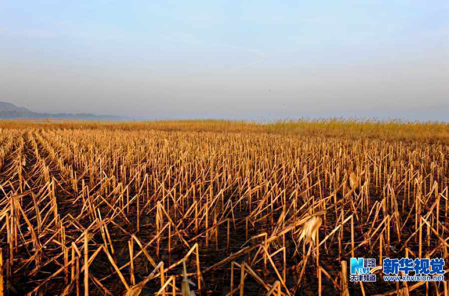 吴军江生态摄影作品一