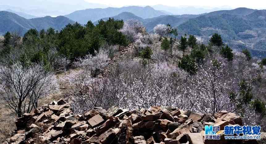 蓟县现野生山桃林