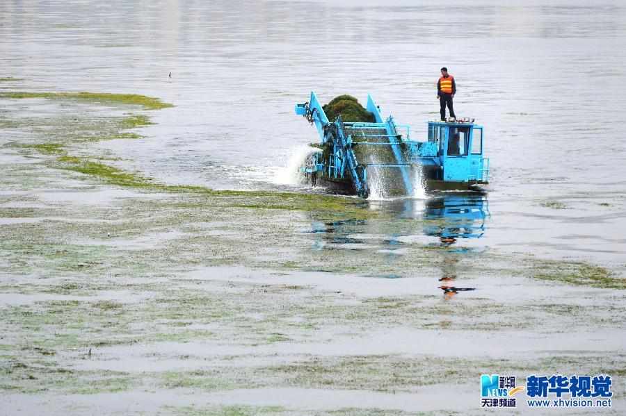 天津清理海河水草 改善河道生态环境