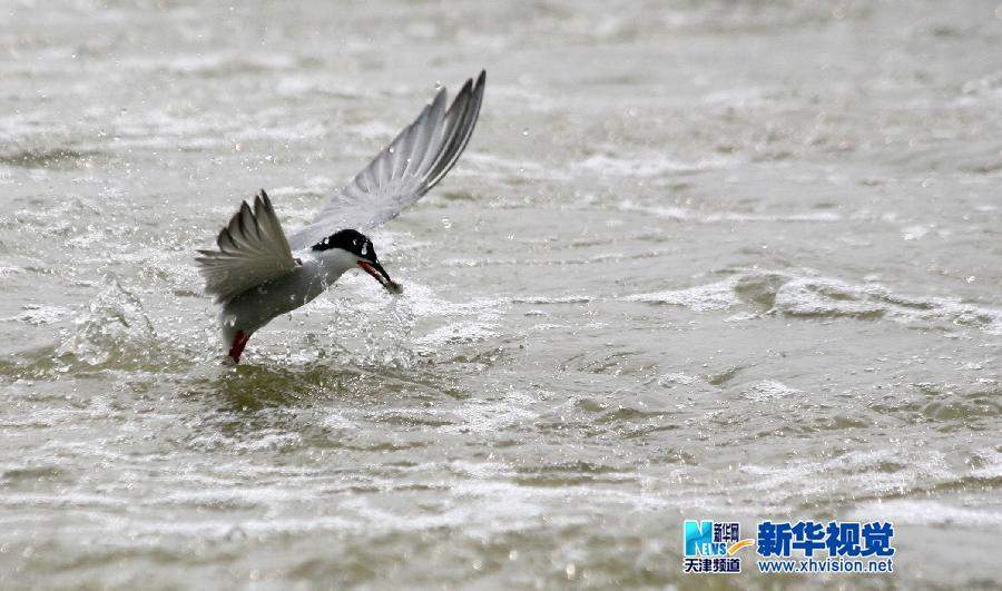 湿地“精灵”舞动七里海