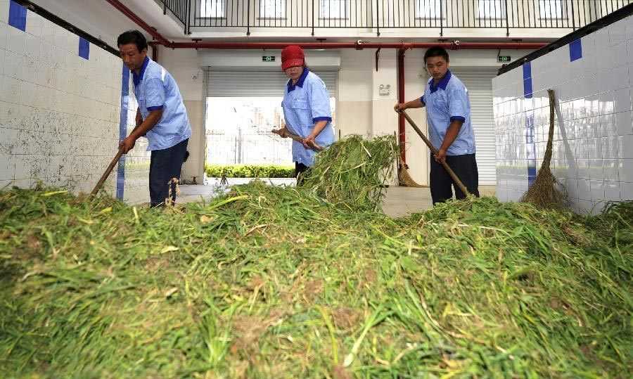 绿植垃圾变废为宝