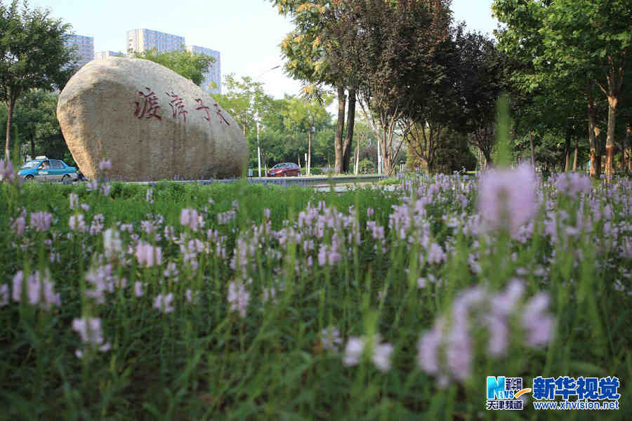 天津南运河展现新景色